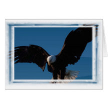 Eagle calvo americano tarjetón