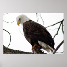 Eagle calvo encaramado en árbol impresiones