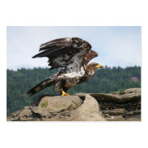 Eagle calvo listo para el despegue - tarjetas de v