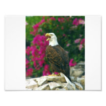 Eagle calvo cojinete