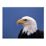 Eagle calvo postal
