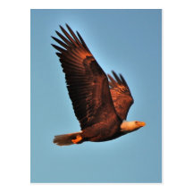 Eagle calvo postales