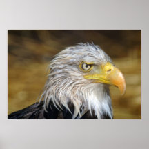 Eagle calvo posters