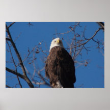 Eagle calvo poster