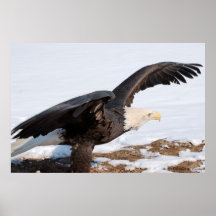 Eagle calvo posters