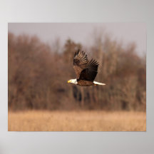Eagle calvo poster