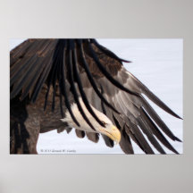 Eagle calvo impresiones