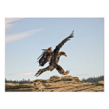 Eagle calvo que aterriza la impresión de la bella  arte fotográfico