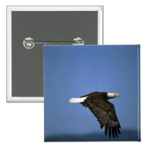 Eagle calvo que vuela a través de horizonte pins