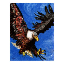 Eagle calvo tarjeta postal