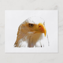 Eagle calvo tarjetas publicitarias