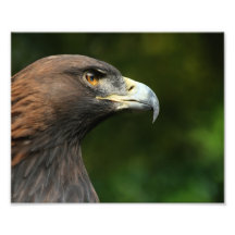 Eagle de oro Aquila Chrysaetos Cojinete