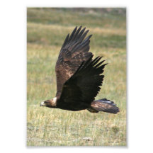 Eagle de oro en vuelo 5x7 arte fotografico