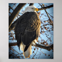 Eagle en el Mississippi Poster