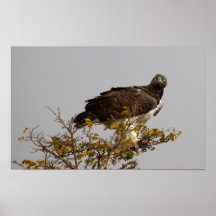 Eagle marcial poster