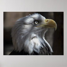 Eagle Posters