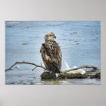 Eagle Poster