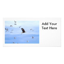 Eagle y el volar de las gaviotas tarjeta con foto personalizada