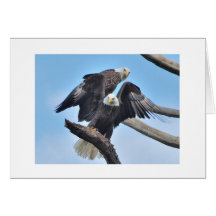 Eagles calvo felicitación