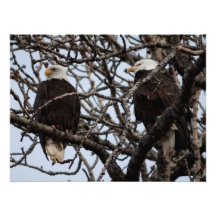 Eagles calvo vigilante impresiones fotográficas