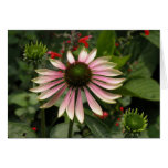 Echinacea Felicitacion