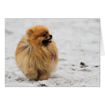 Edgrrrr #3 - Pomeranian Felicitaciones