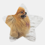 Edgrrrr #3 - Pomeranian Calcomanía Forma De Estrella Personalizadas