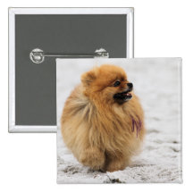Edgrrrr #3 - Pomeranian Pin