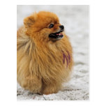 Edgrrrr #3 - Pomeranian Postales
