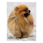 Edgrrrr #3 - Pomeranian Tarjeta Postal