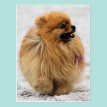 Edgrrrr #3 - Pomeranian tarjetas postales