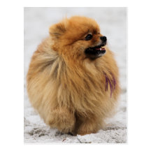 Edgrrrr #3 - Pomeranian Tarjeta Postal