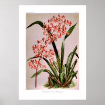 Edwardii de Odontoglossum Posters