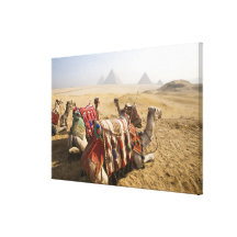 Egipto, El Cairo. Mirada de reclinación de los cam Impresiones En Lona Estiradas