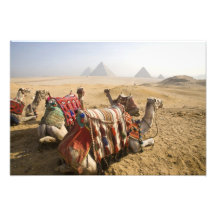 Egipto, El Cairo. Mirada de reclinación de los cam Impresion Fotografica