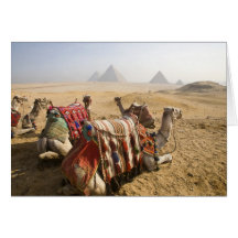 Egipto, El Cairo. Mirada de reclinación de los cam Felicitacion