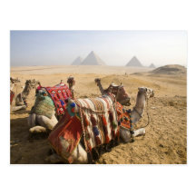 Egipto, El Cairo. Mirada de reclinación de los cam Postales