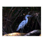 Egret azul tarjetas postales