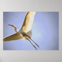 Egret blanco poster