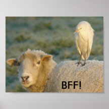 Egret de ganado en el poster de las ovejas