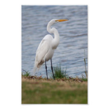 Egret Impresión Fotográfica