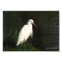 Egret nevado 5X7 Fotografías