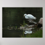 Egret nevado en el poster del borde del agua
