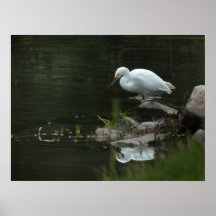 Egret nevado en el poster del borde del agua