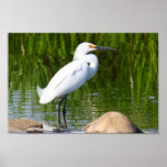 Egret nevado impresiones