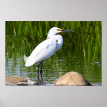 Egret nevado impresiones