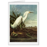 Egret nevado, John James Audubon Tarjeton