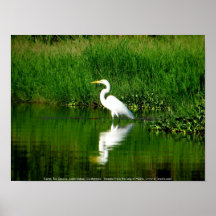 Egret, Río Oscuro, Lago Izabal, Guatemala Posters