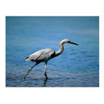 Egret rojizo, pescando tarjetas postales