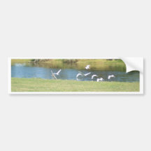 Egrets en vuelo etiqueta de parachoque
